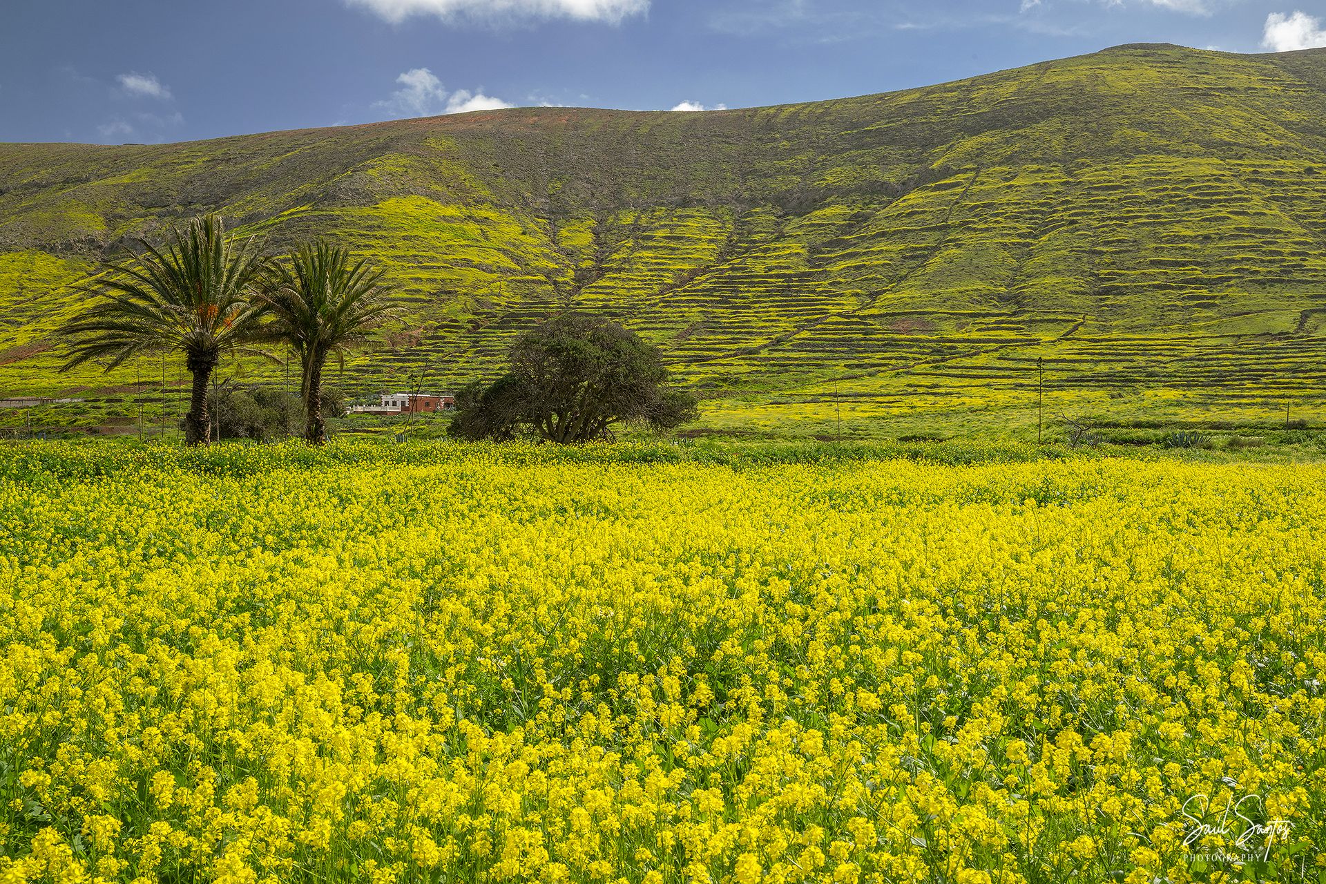 Nature’s Best Oils